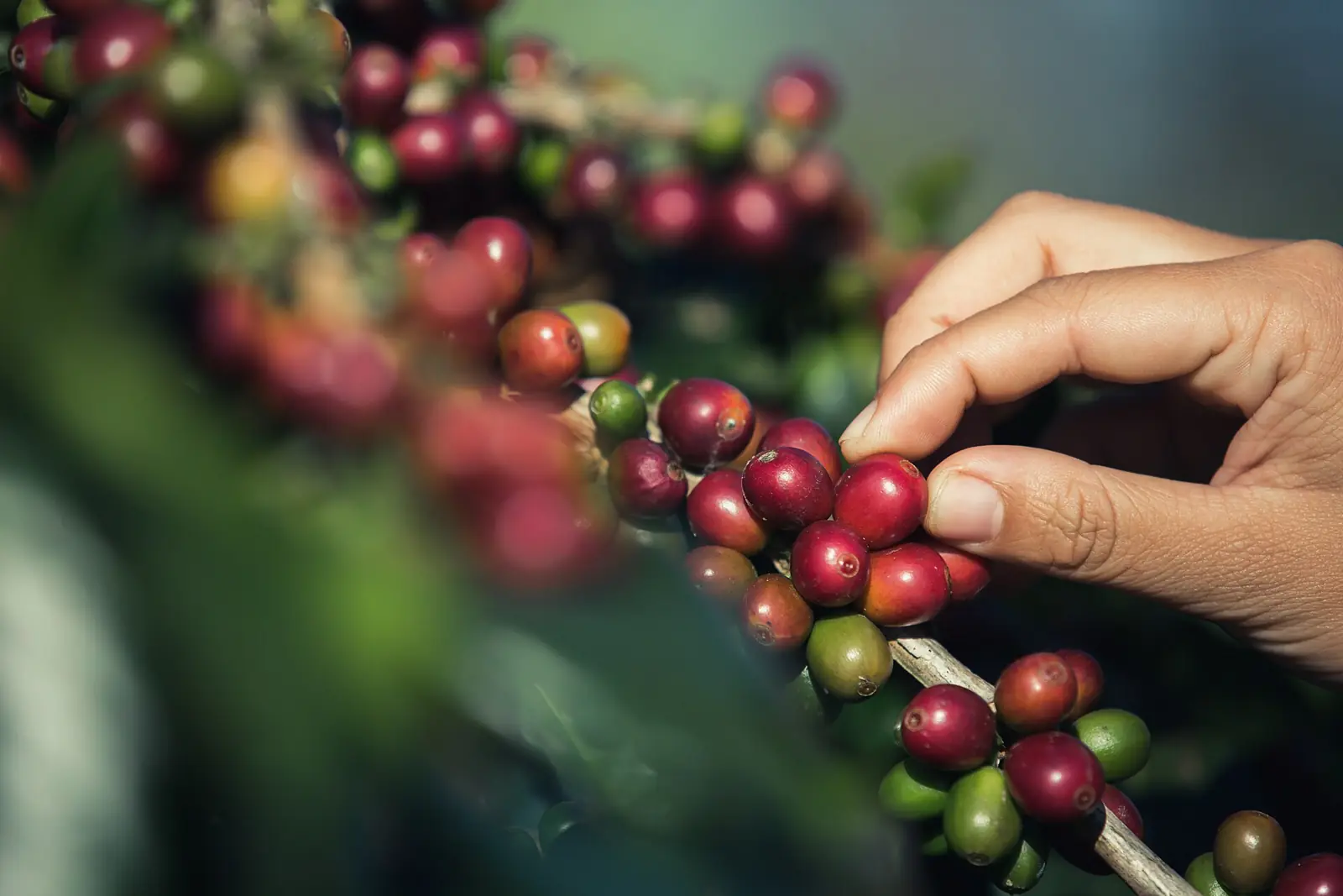 A hand picking ripe red coffee cherries from a branch