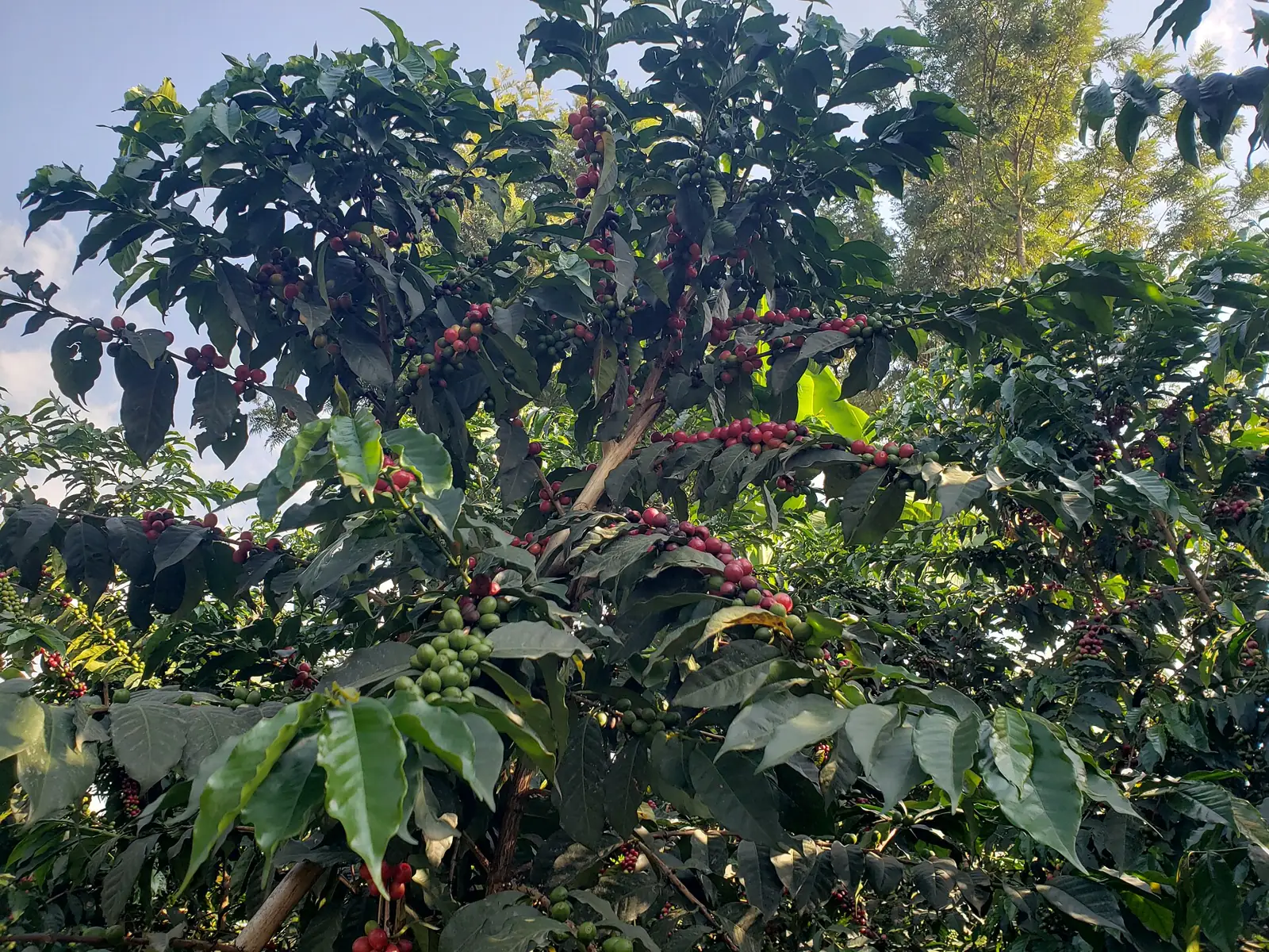 A coffee plant with green leaves and clusters of red cherries