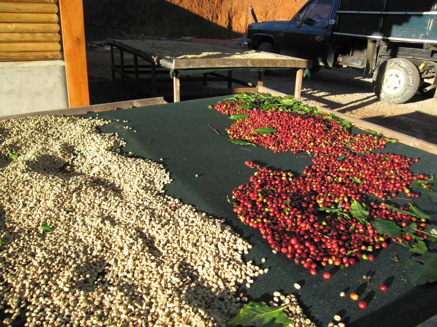 Coffee cherries and beans spread out to dry