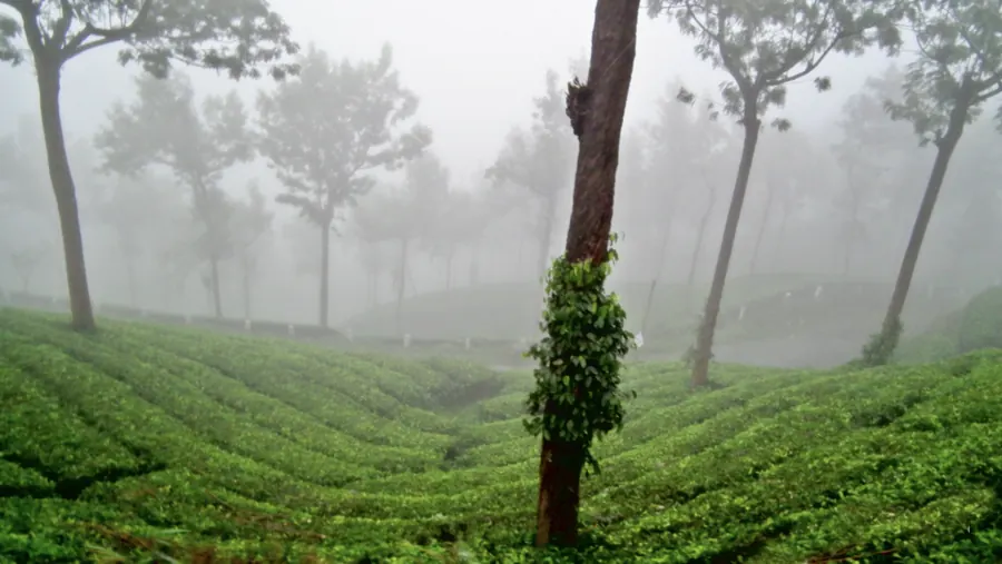 Rows of green plantation on a misty Kerala hillside