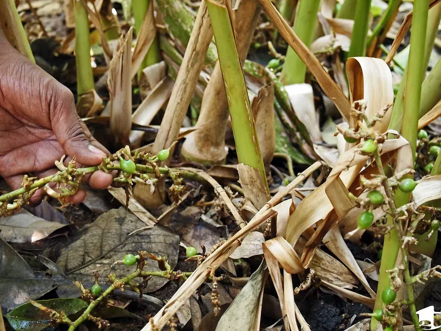 Hands holding freshly harvested green cardamom pods